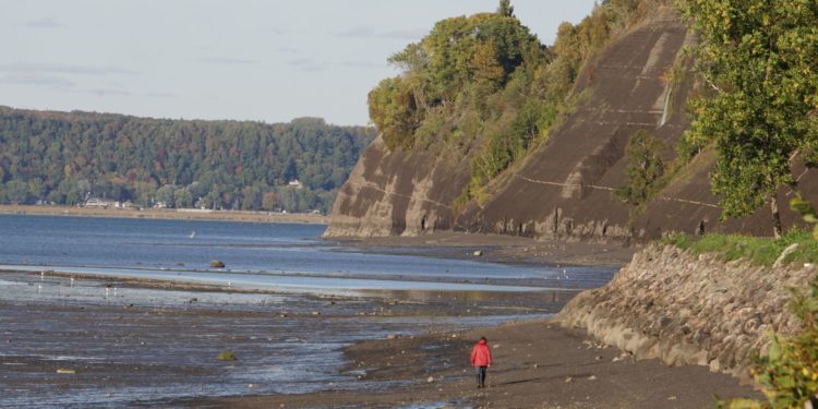 Rat of cities, field rats – Le Devoir