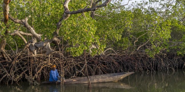 in Casamance, farmers turn to cannabis for a living