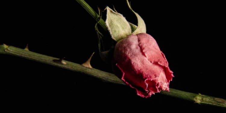 Politics severely damage climate