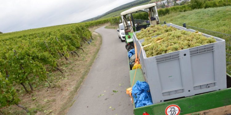 “We hope the consumer will advertise us”