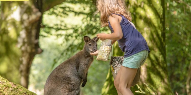The green ticket. Schoolchildren, kings of the forests! – Franceinfo