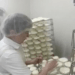 a cheese dairy revives the villages of causse Méjean