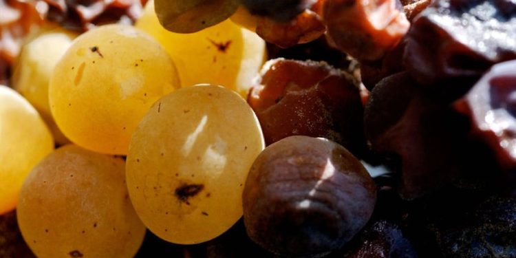 of Sauternes in short circuits