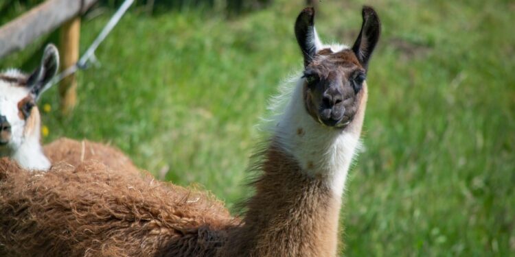 The not-so-stupid question: why do we breed llamas in France?