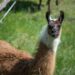 The not-so-stupid question: why do we breed llamas in France?