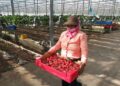 The hard work of foreign seasonal workers in the face of Covid-19