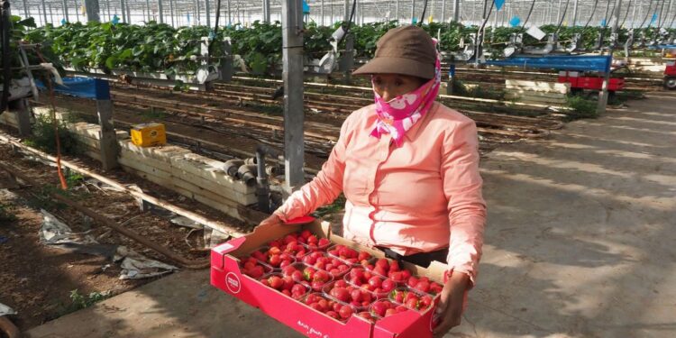 The hard work of foreign seasonal workers in the face of Covid-19