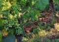 Limoux: a few days before the harvest, the employment of seasonal workers is regulated