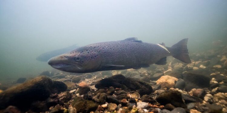 DOCUMENTAIRE. La rivière Allier, nurserie du saumon atlantique, baroudeur en péril