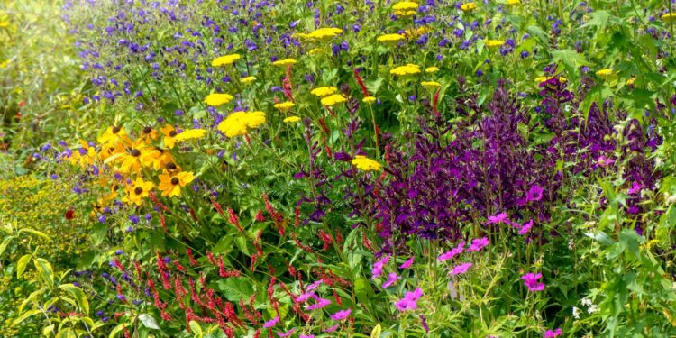 How to create a bed of perennial shrub plants?