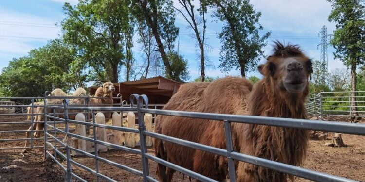 The desperate appeal of a breeder threatened with expulsion in Agde