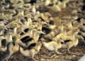 les éleveurs de canards en Béarn redoutent les mesures à venir