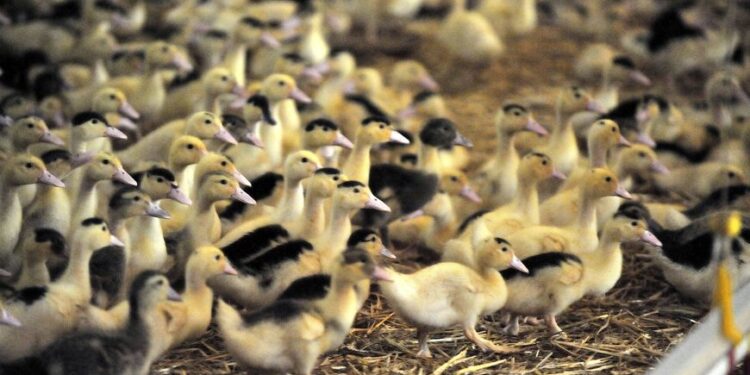les éleveurs de canards en Béarn redoutent les mesures à venir
