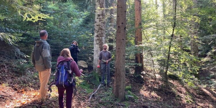 they buy a forest to preserve it