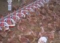 fifteen million poultry slaughtered due to an unprecedented epidemic