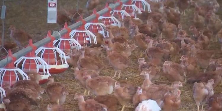 fifteen million poultry slaughtered due to an unprecedented epidemic