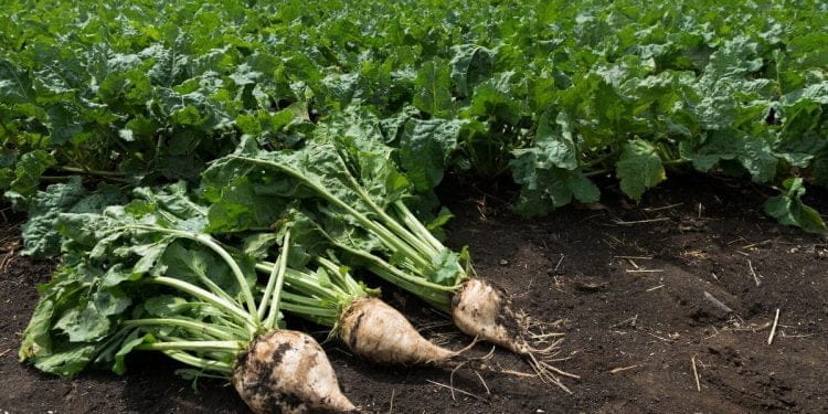 Neonicotinoids: extension in sight