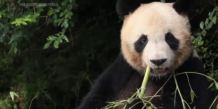 Yuan Meng, le premier panda né en France, retourne vivre en Chine