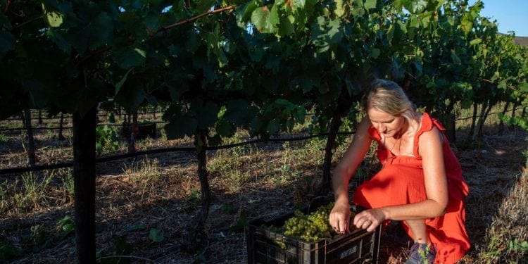 The feminine vine – 1 – Work but don’t force anything